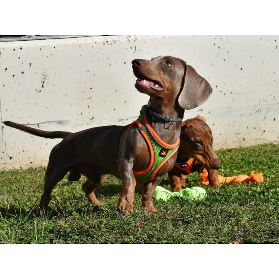 Nayeco X-TRM Neo Verde arn&eacute;s para perros, , large indicador imagen numero 2